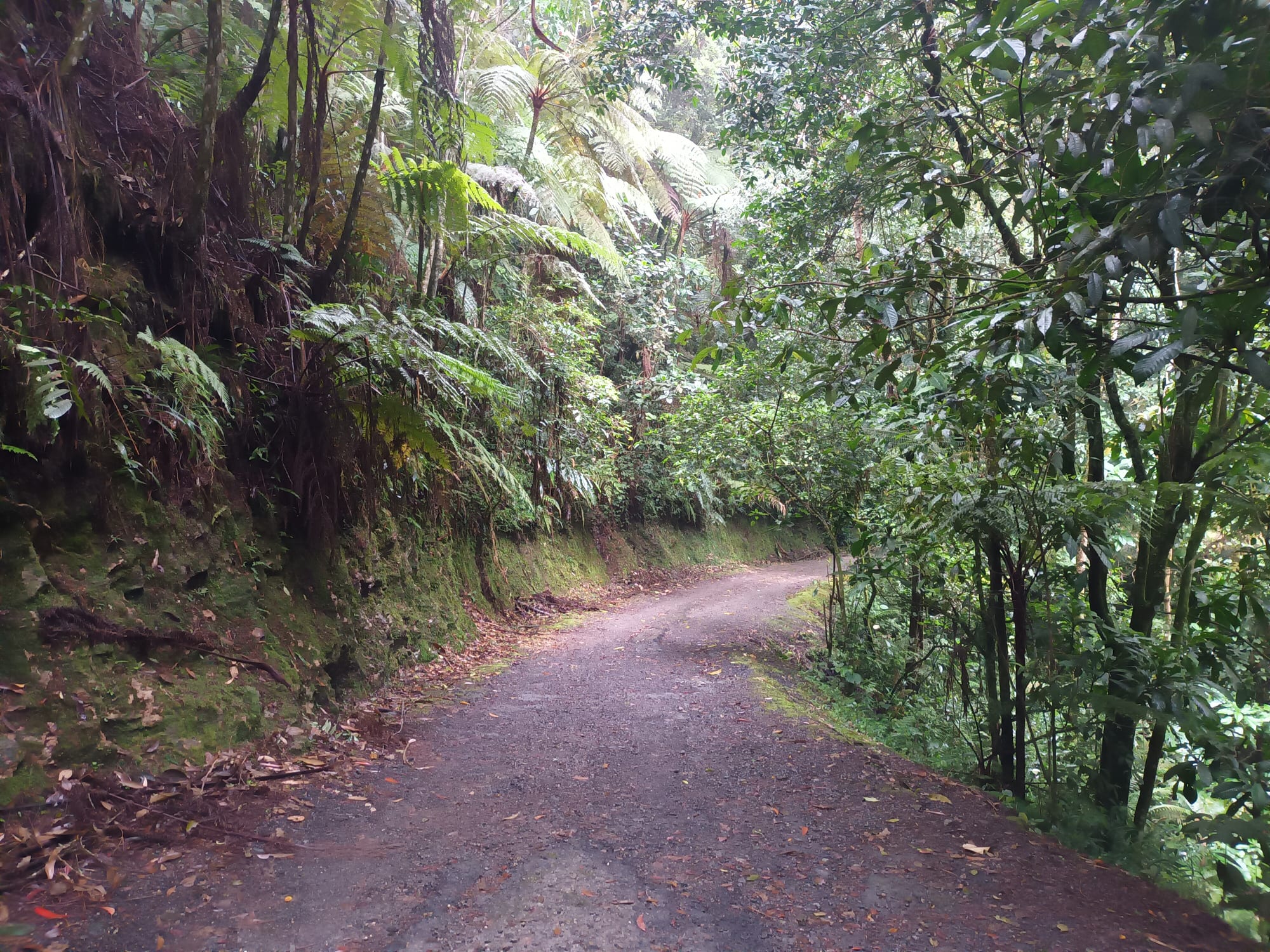 Bosque del Parque Ecológico La Romera
